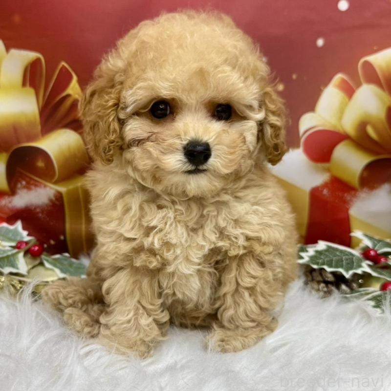 販売中の広島県のトイプードル-422708の4枚目