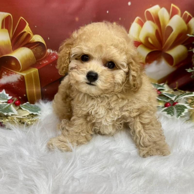 販売中の広島県のトイプードル-422708の3枚目