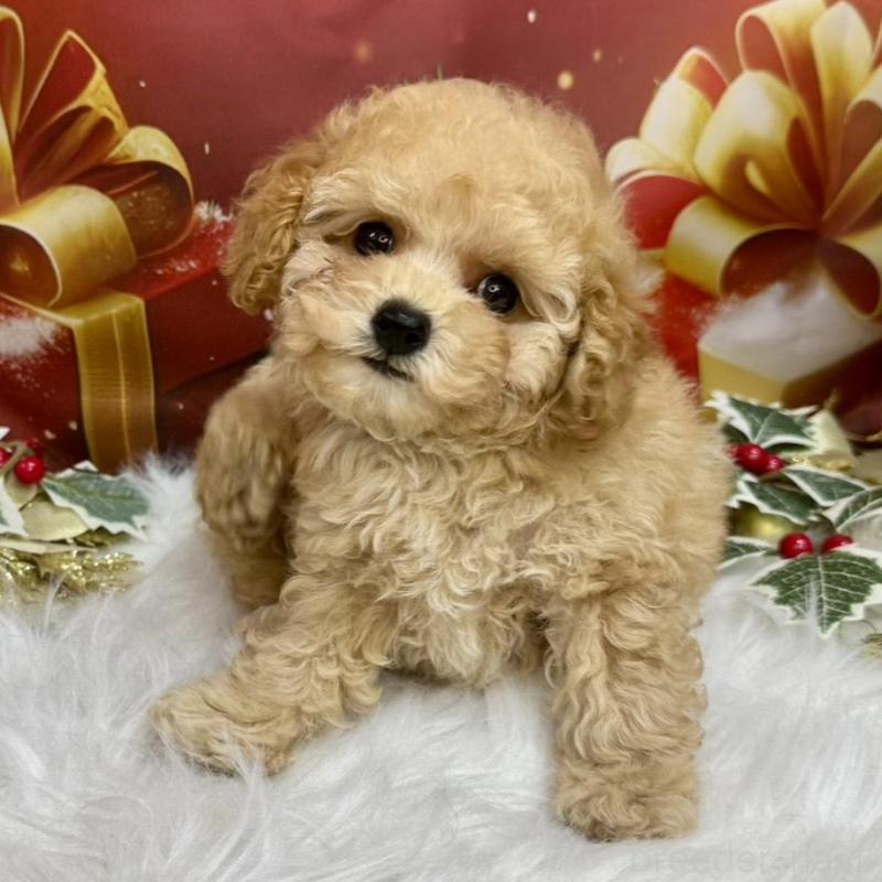 販売中の広島県のトイプードル-422708の2枚目