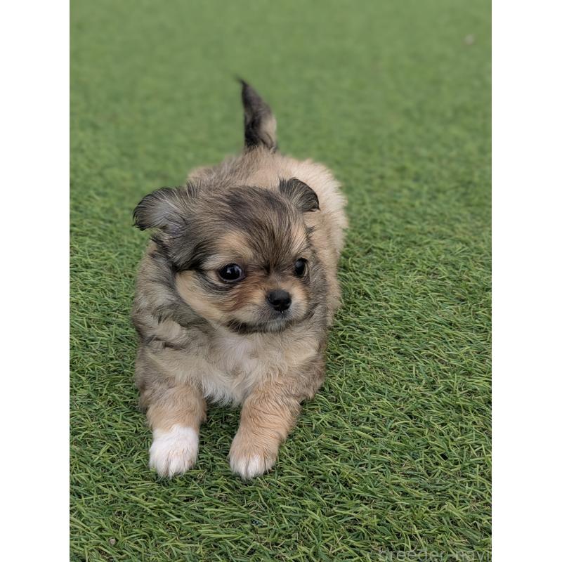 販売中の宮崎県のチワワ(ロングコート)-431226の4枚目