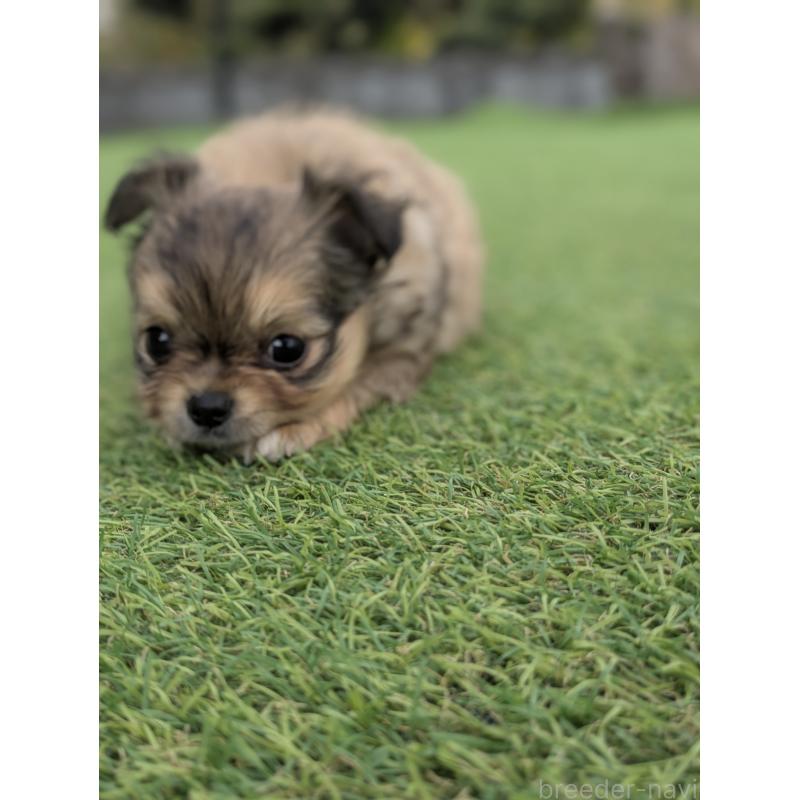 販売中の宮崎県のチワワ(ロングコート)-431226の3枚目