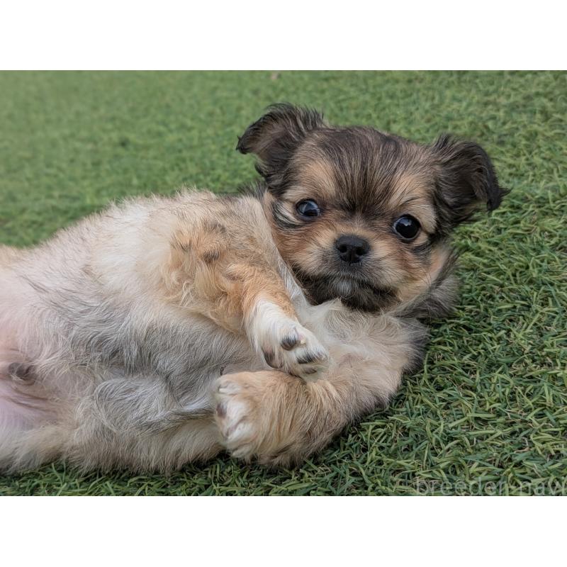 販売中の宮崎県のチワワ(ロングコート)-431226の2枚目