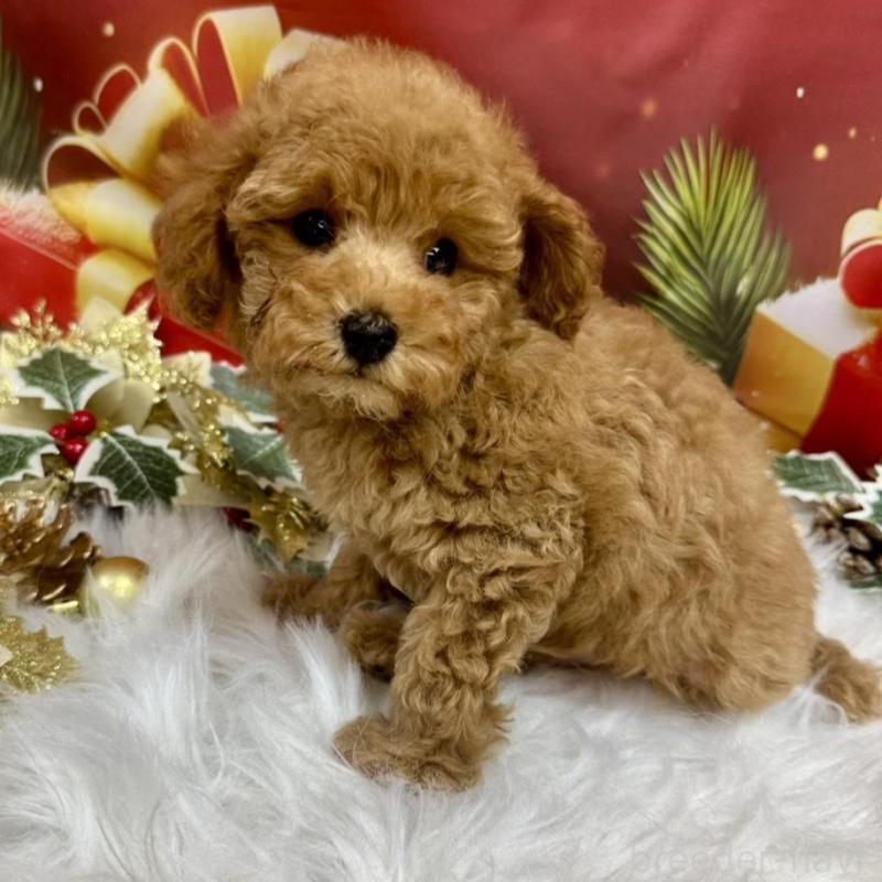 販売中の広島県のタイニープードル-424405