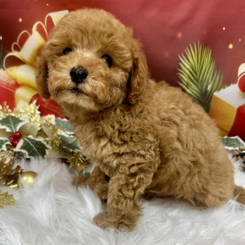 販売中の広島県のタイニープードル-424405の5枚目