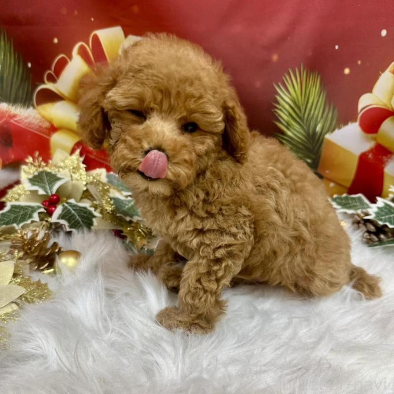 販売中の広島県のタイニープードル-424405の4枚目