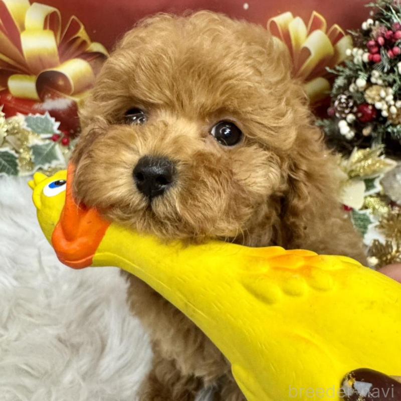 販売中の広島県のトイプードル-422709