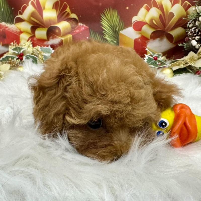 販売中の広島県のトイプードル-422709の5枚目