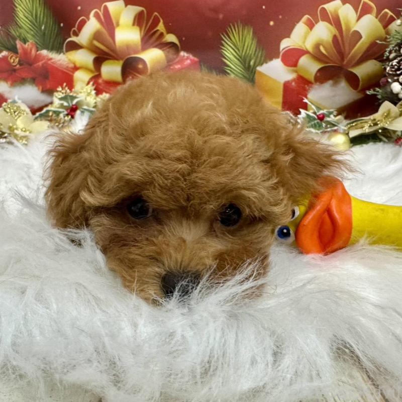 販売中の広島県のトイプードル-422709の4枚目