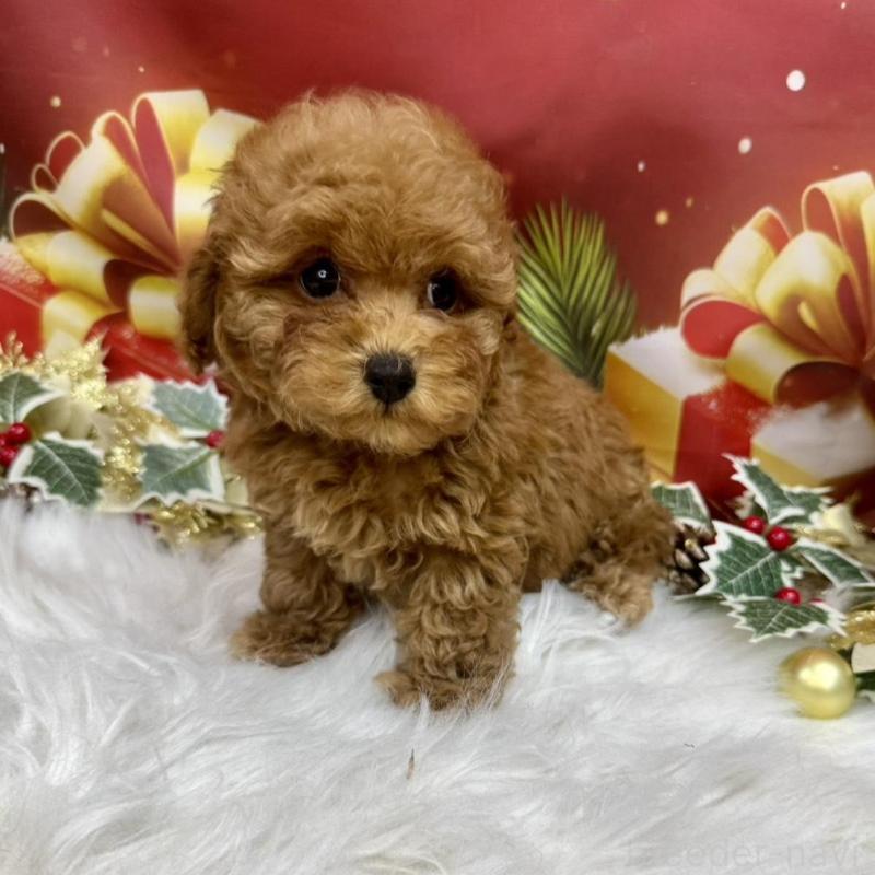 販売中の広島県のトイプードル-422709の3枚目