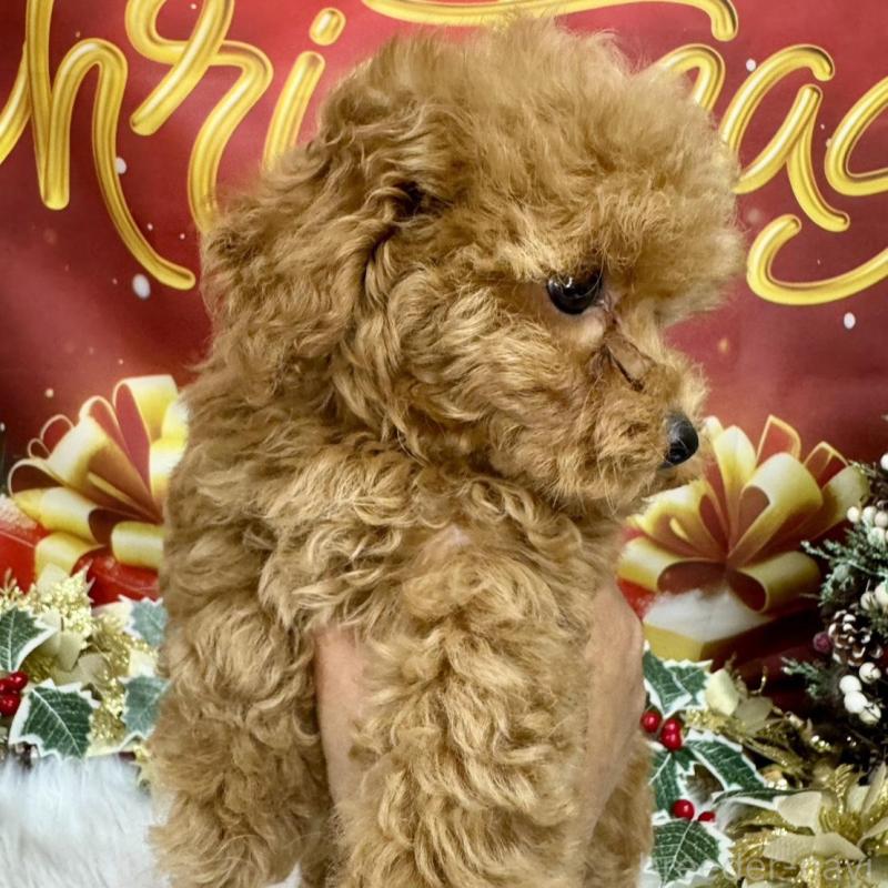 販売中の広島県のトイプードル-422709の2枚目