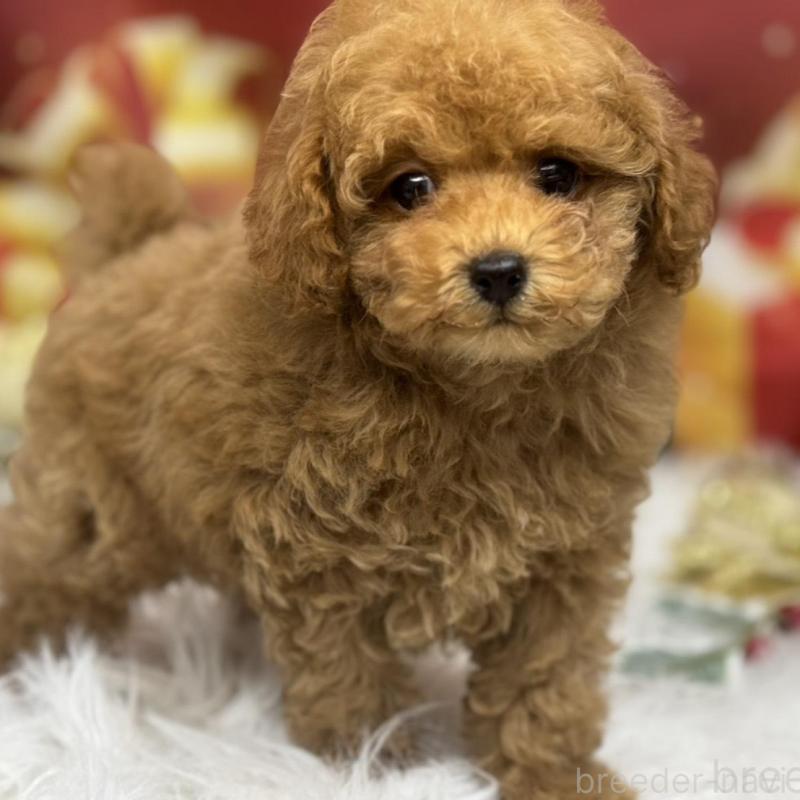 販売中の広島県のタイニープードル-423164