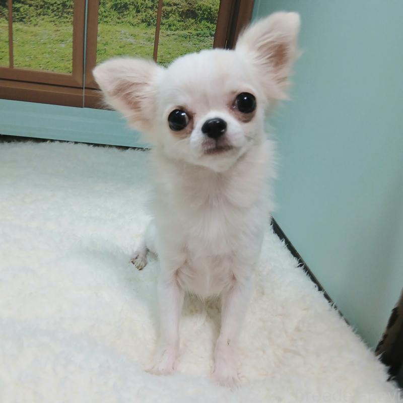 販売中ののチワワ(ロングコート)-388904