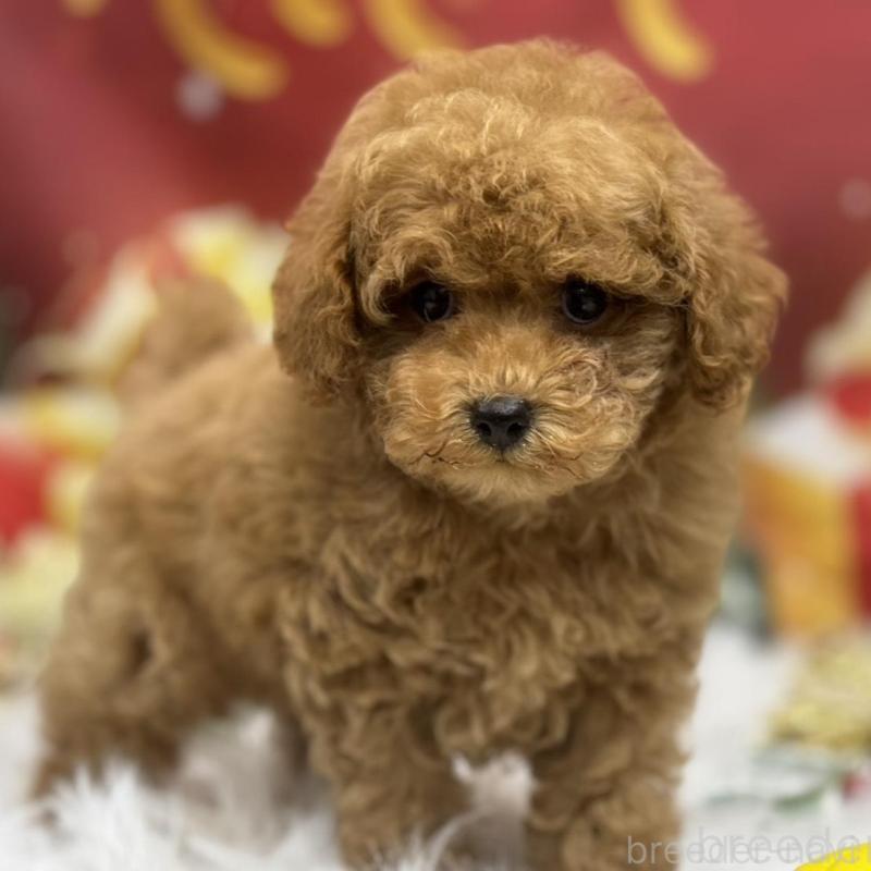 販売中の広島県のタイニープードル-423164の5枚目