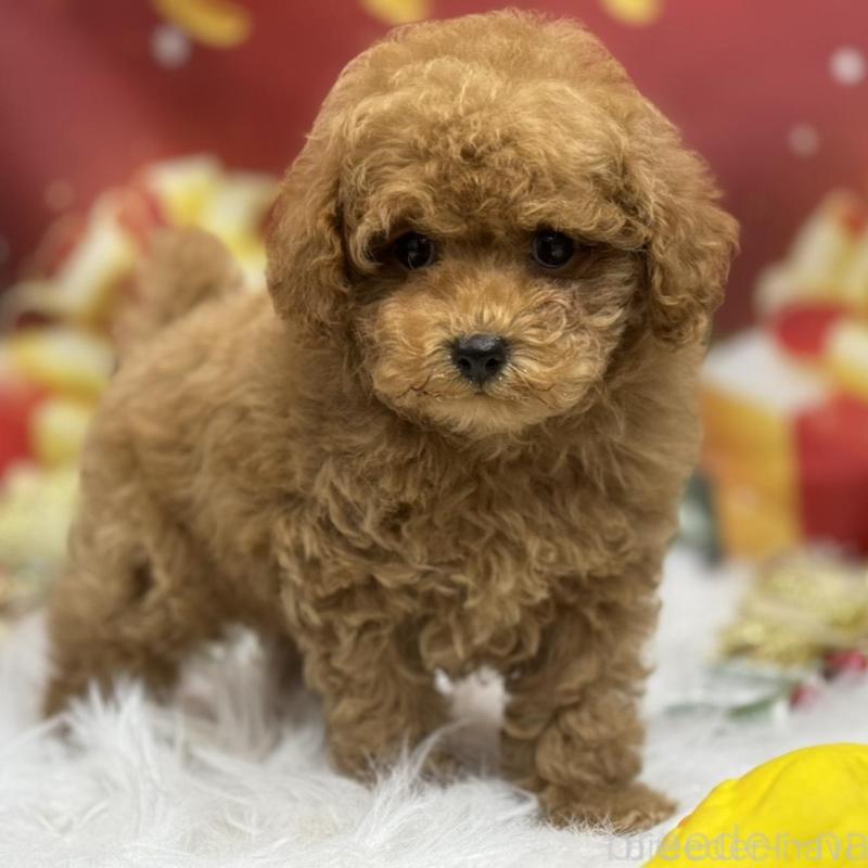 販売中の広島県のタイニープードル-423164の4枚目