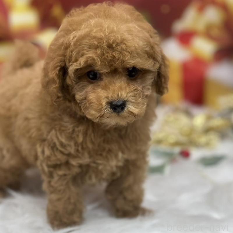 販売中の広島県のタイニープードル-423164の3枚目