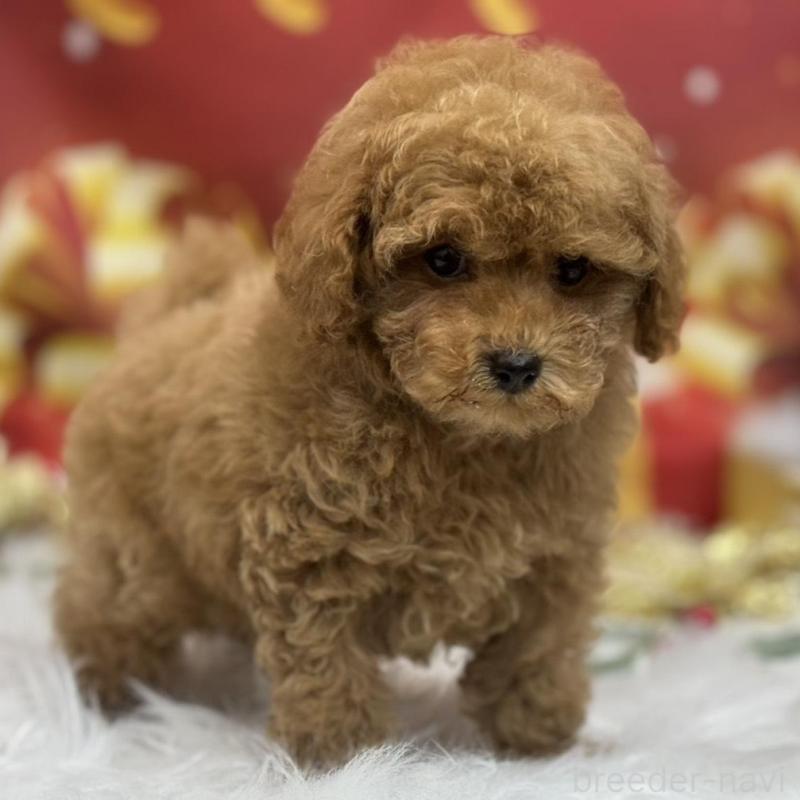 販売中の広島県のタイニープードル-423164の2枚目