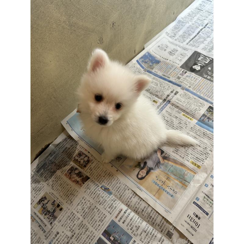 販売中の愛知県の日本スピッツ-427260