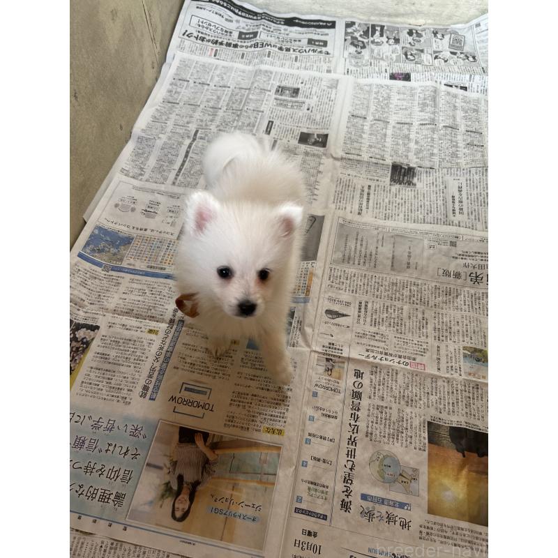 成約済の愛知県の日本スピッツ-427260の3枚目