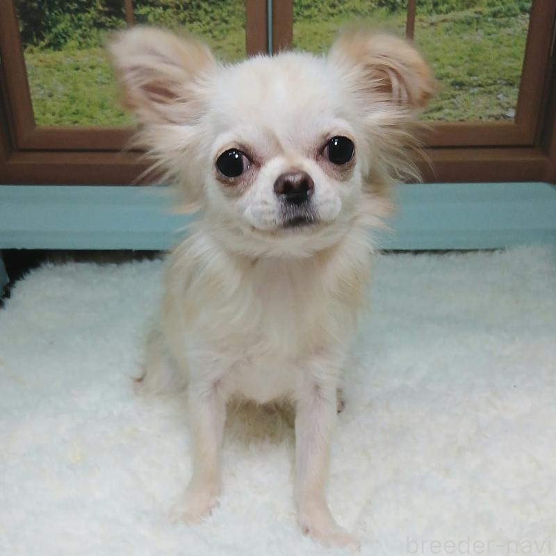 販売中の神奈川県のチワワ(ロングコート)-374860