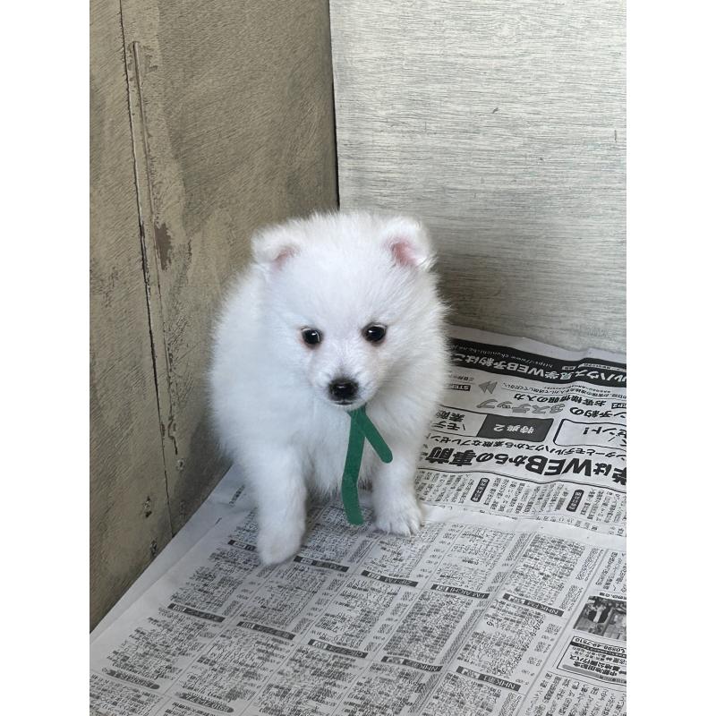 販売中の愛知県の日本スピッツ-427261