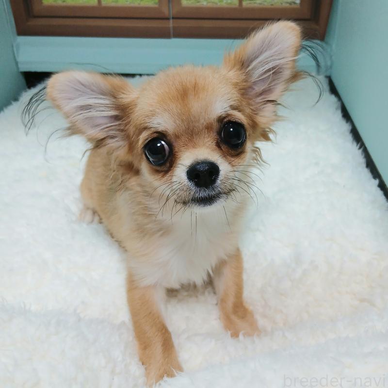 販売中ののチワワ(ロングコート)-401778