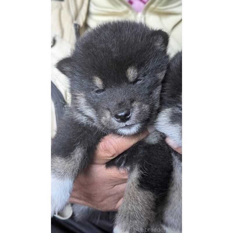 販売中の三重県の柴犬-426898