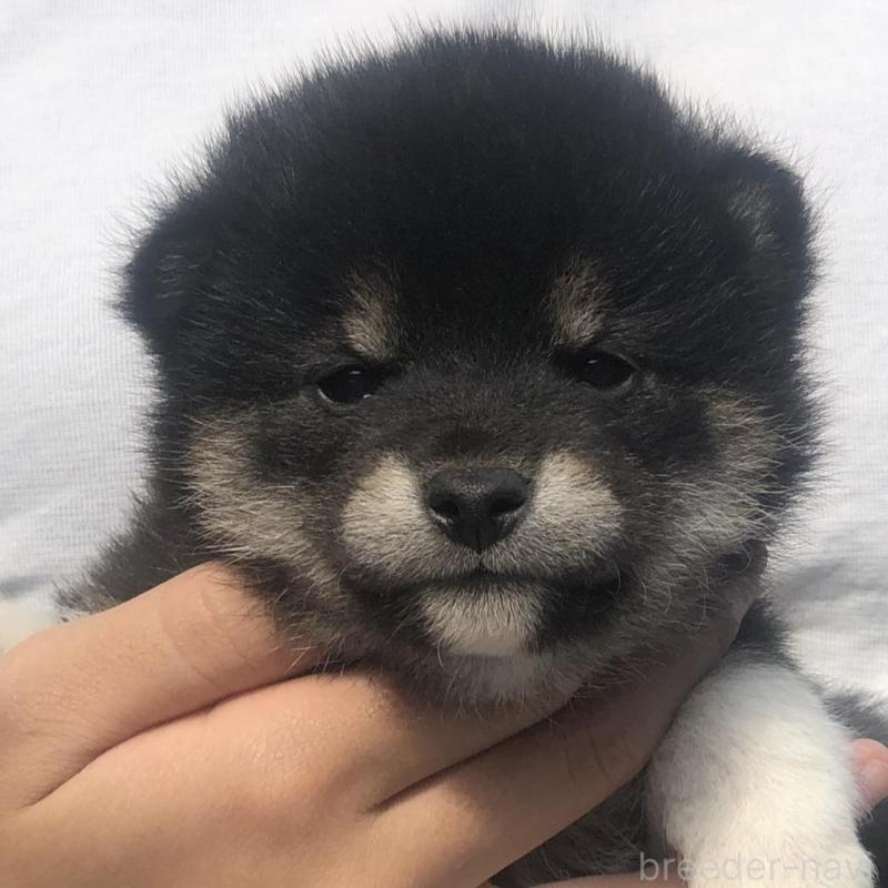 販売中の三重県の柴犬-426899