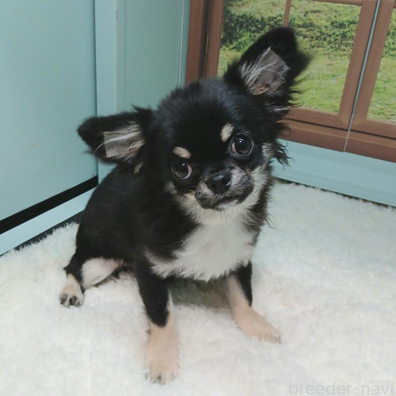 販売中の神奈川県のチワワ(ロングコート)-401780