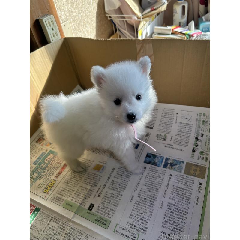 商談中の愛知県の日本スピッツ-427262