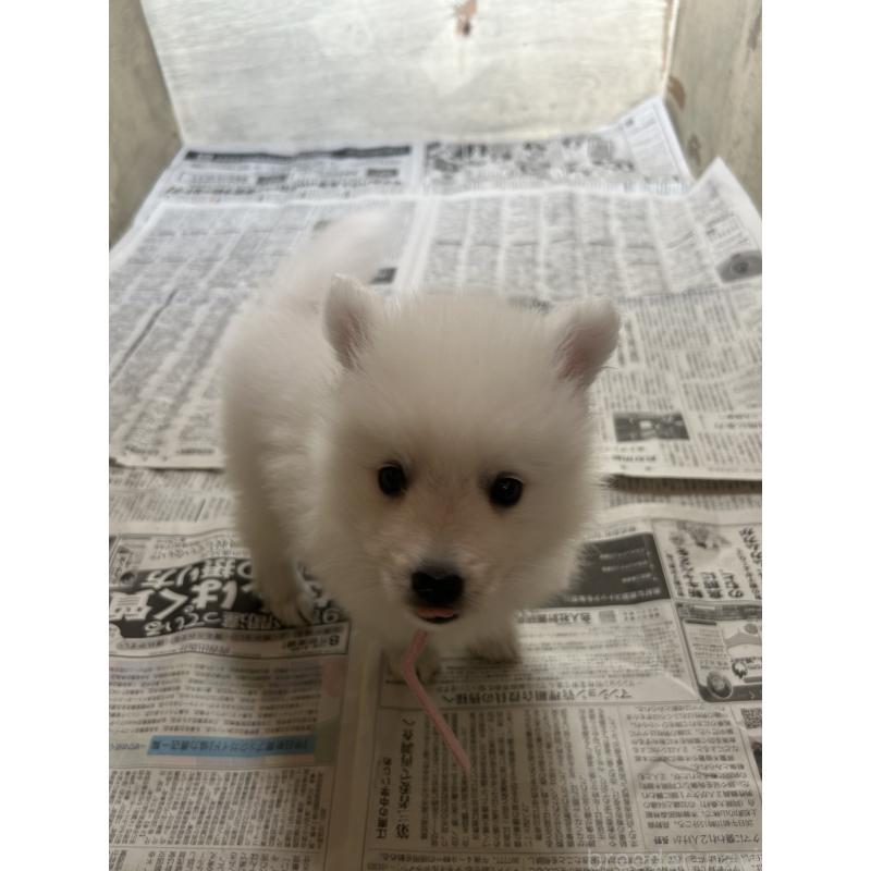 成約済の愛知県の日本スピッツ-427262の4枚目