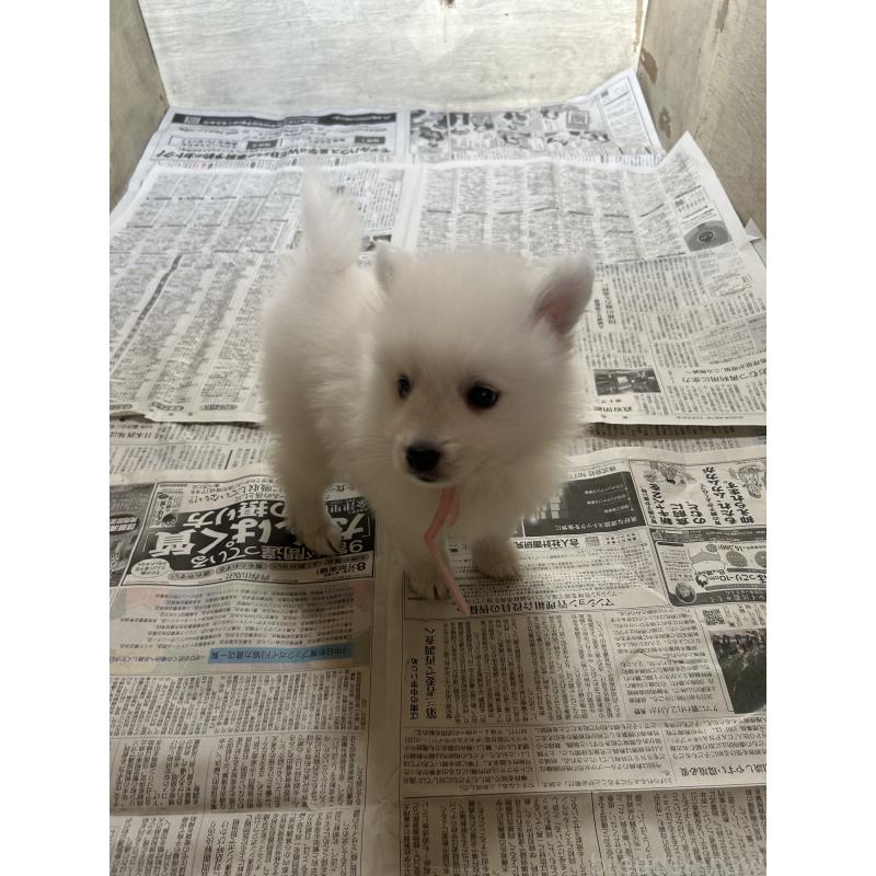 成約済の愛知県の日本スピッツ-427262の3枚目