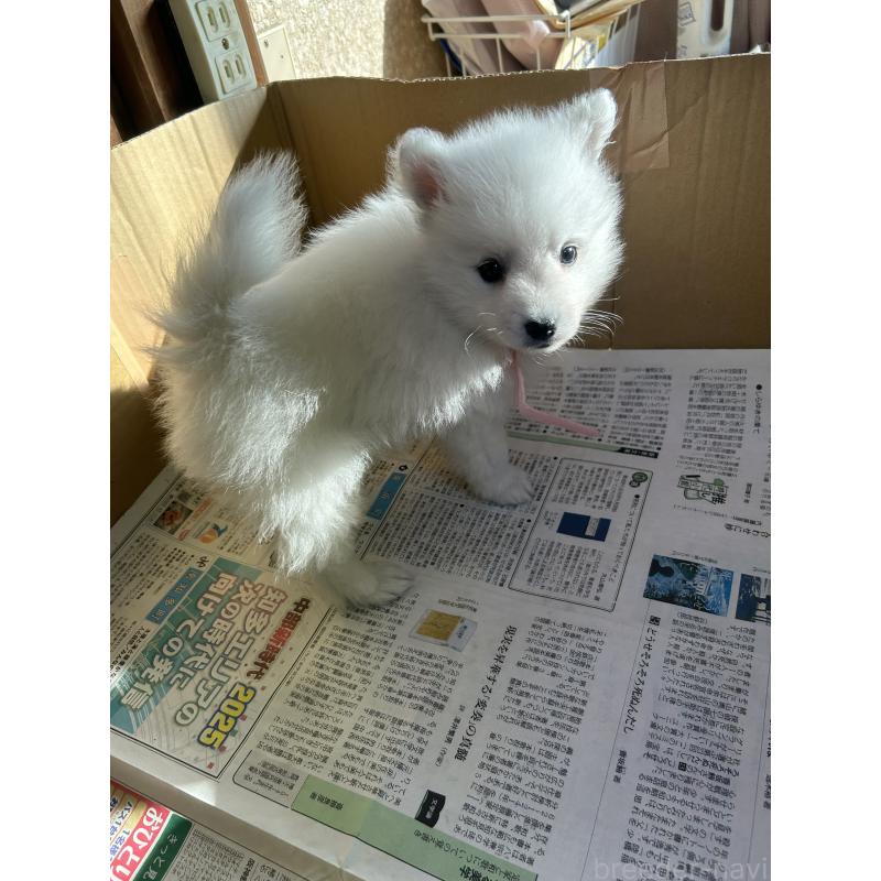 成約済の愛知県の日本スピッツ-427262の2枚目