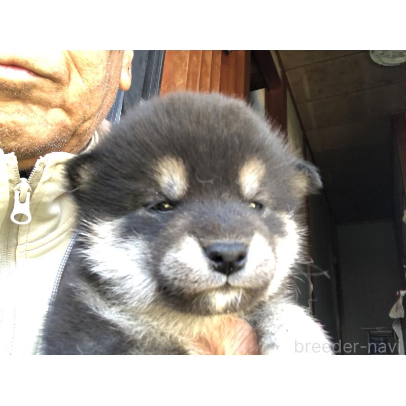 販売中の三重県の柴犬-426900