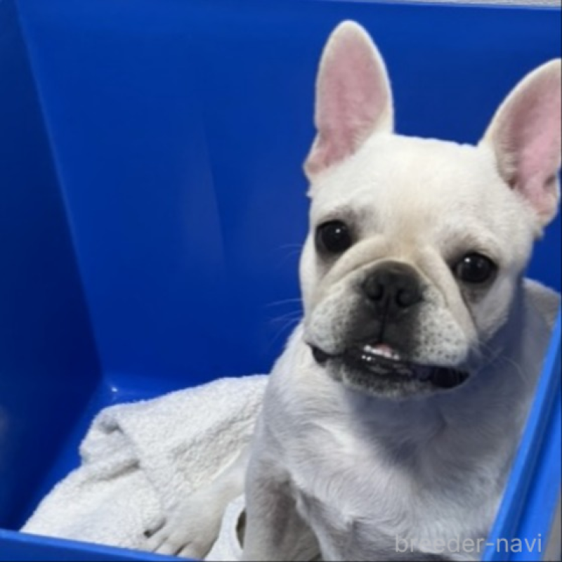 販売中の京都府のフレンチブルドッグ-431227の5枚目