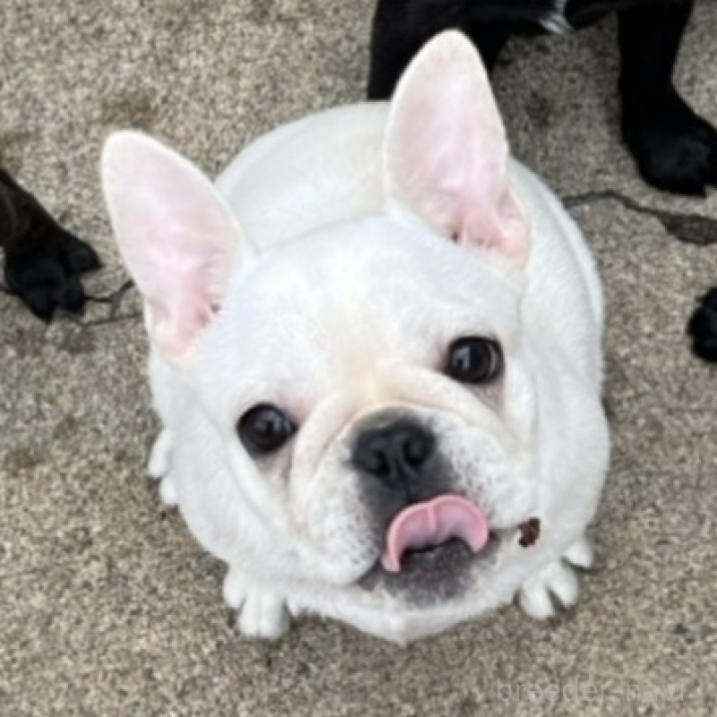 販売中の京都府のフレンチブルドッグ-431227の4枚目