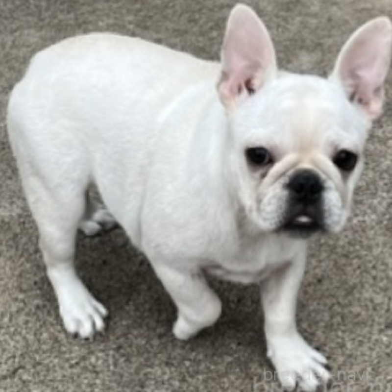 販売中の京都府のフレンチブルドッグ-431227の3枚目