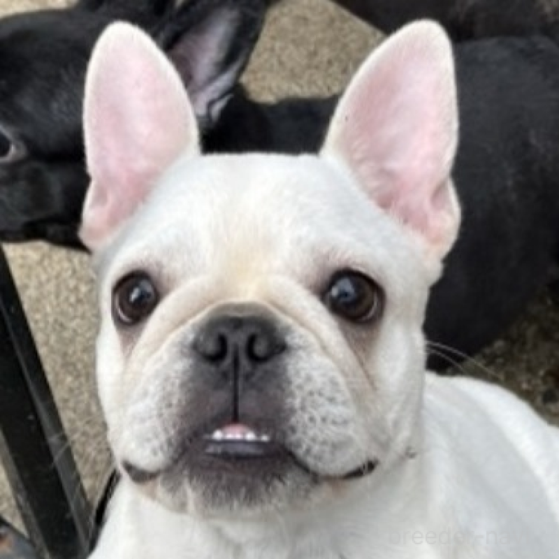 販売中の京都府のフレンチブルドッグ-431227の1枚目