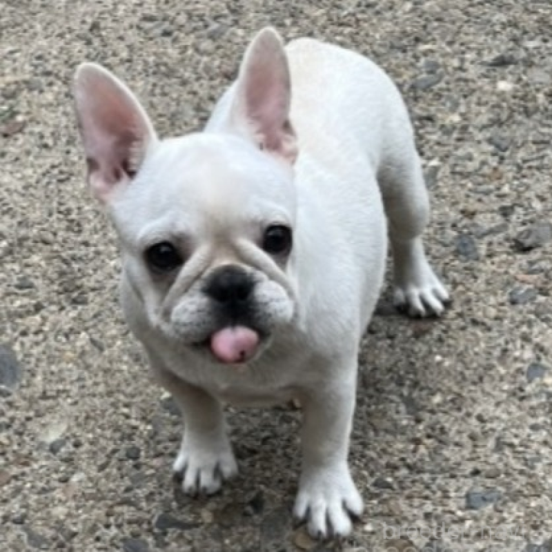 販売中の京都府のフレンチブルドッグ-431227の2枚目