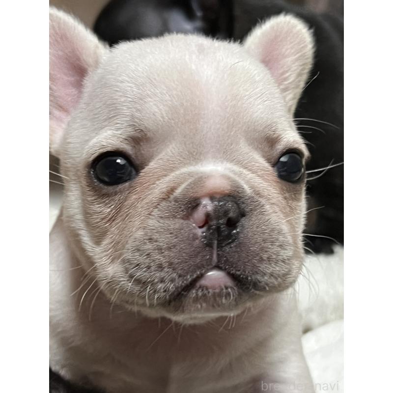 販売中の京都府のフレンチブルドッグ-431228の6枚目
