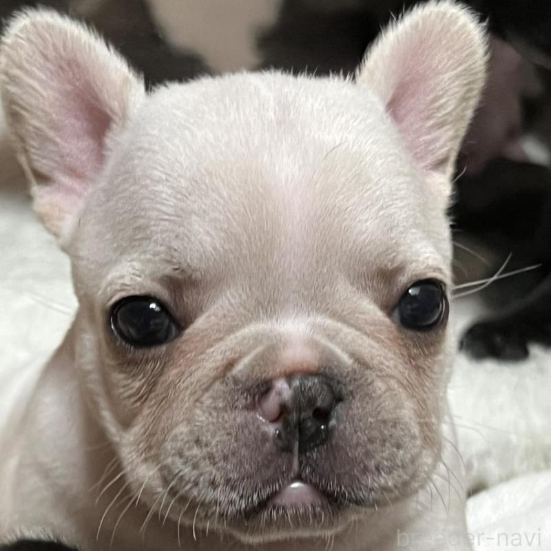 販売中の京都府のフレンチブルドッグ-431228