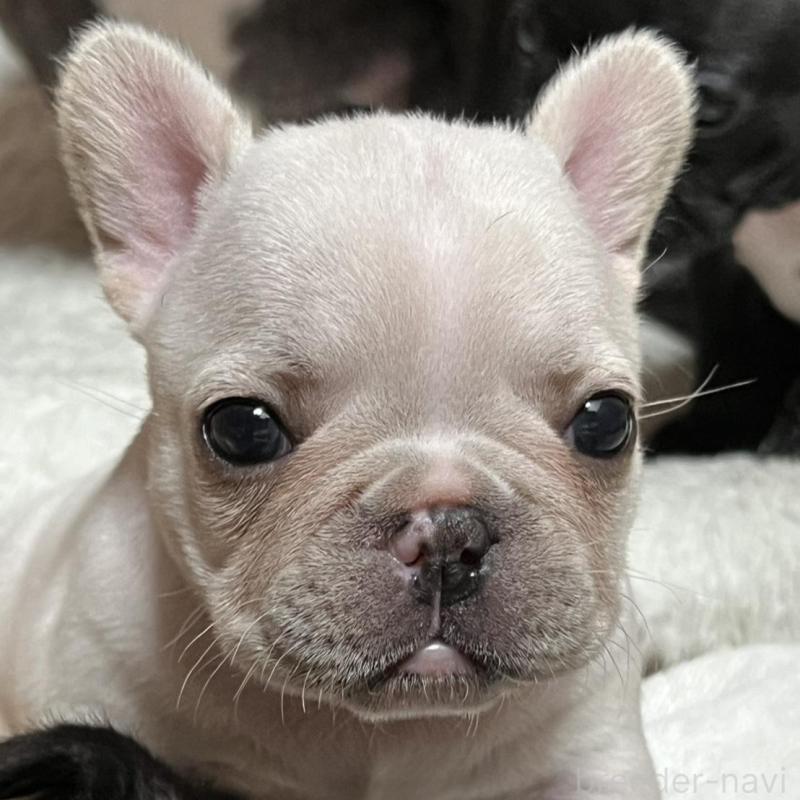 販売中の京都府のフレンチブルドッグ-431228の5枚目