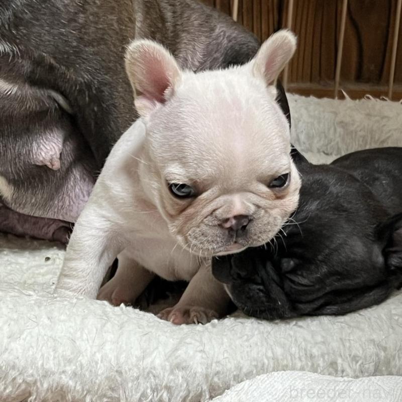 販売中の京都府のフレンチブルドッグ-431228の4枚目