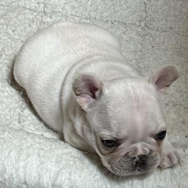 販売中の京都府のフレンチブルドッグ-431228の3枚目