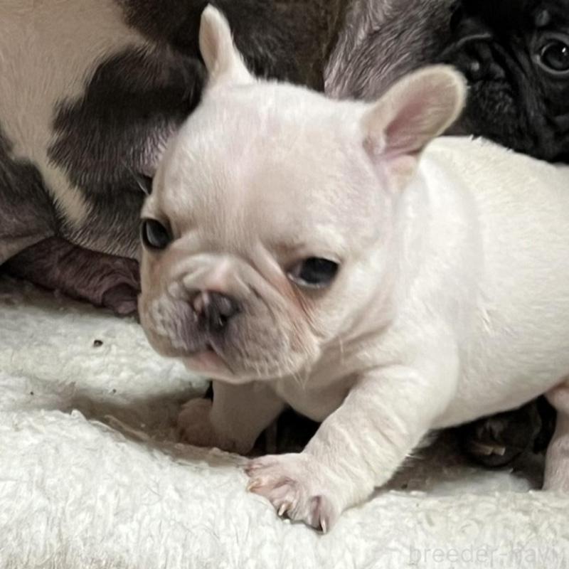 販売中の京都府のフレンチブルドッグ-431228の2枚目