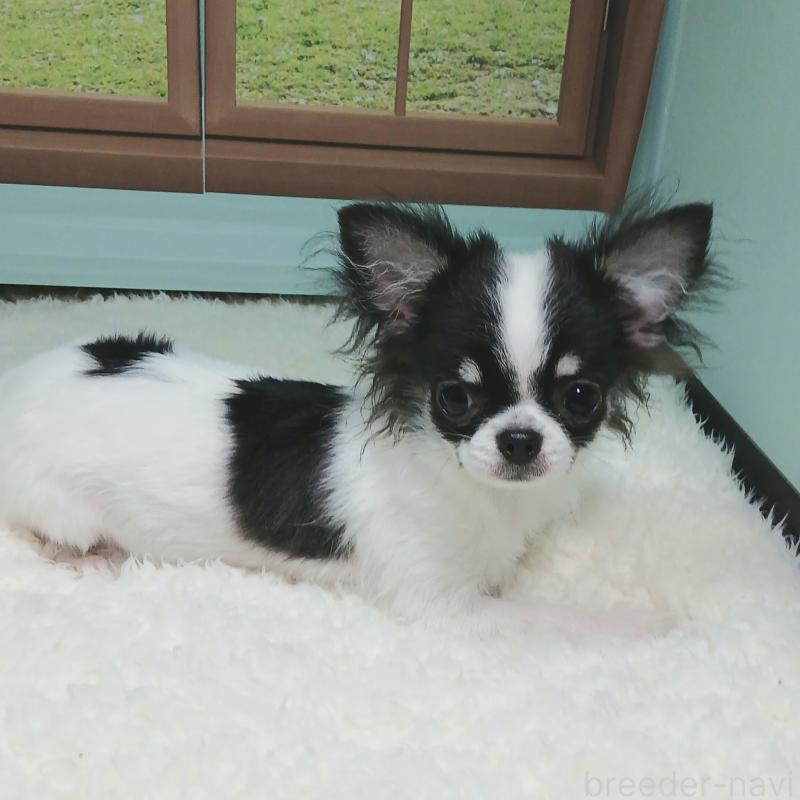 販売中の神奈川県のチワワ(ロングコート)-401708