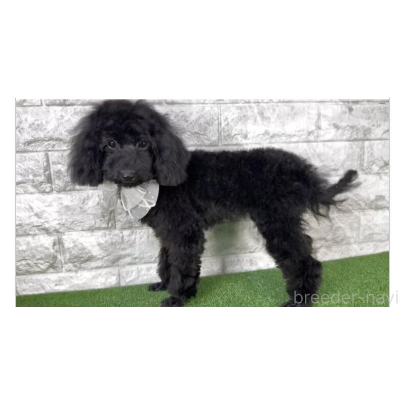 販売中の埼玉県のタイニープードル-431229の3枚目