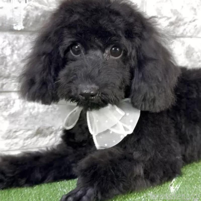 販売中の埼玉県のタイニープードル-431229の1枚目