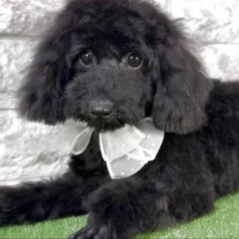 販売中の埼玉県のタイニープードル-431229の2枚目