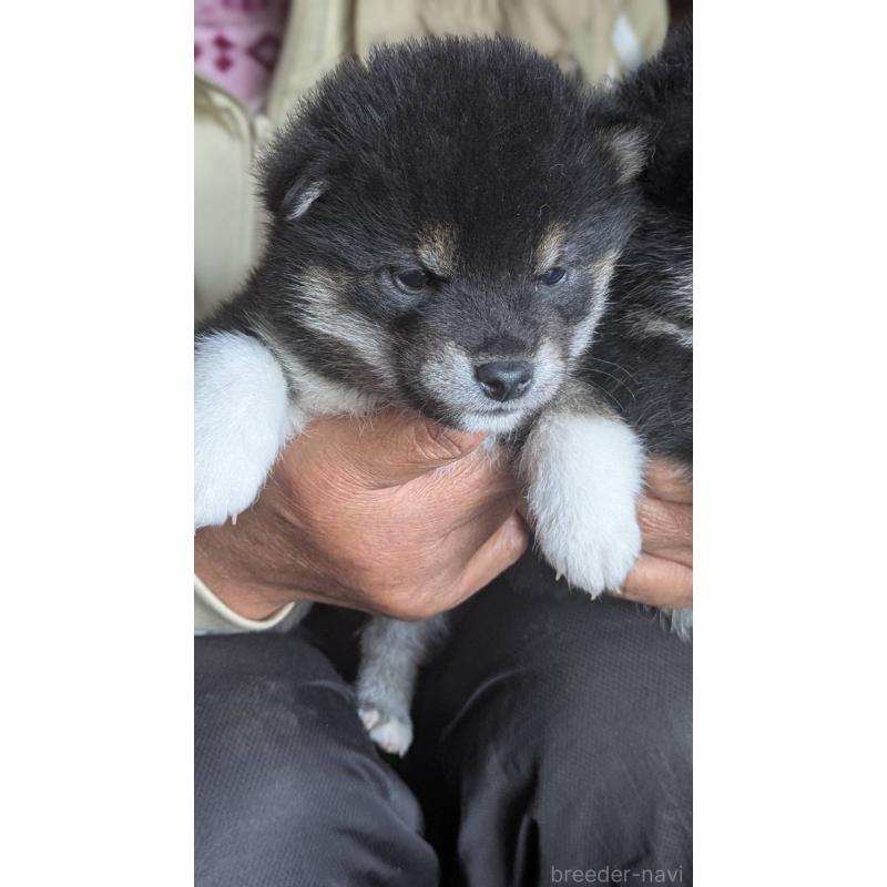 販売中の三重県の柴犬-426901