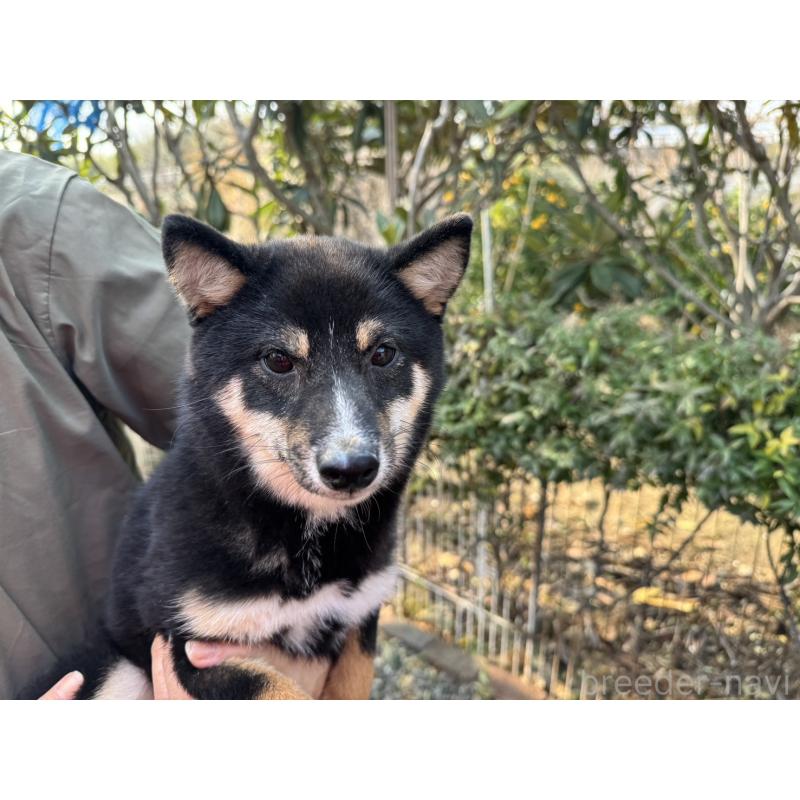 販売中の岡山県の豆柴-391627の5枚目